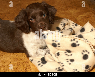 English Springer spaniel cucciolo sulla coperta Foto Stock