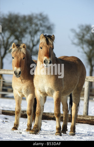 Due cavalli norvegese - in piedi nella neve Foto Stock