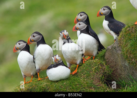 Atlantic pulcinelle di mare - gruppo permanente sulla roccia / Fratercula arctica Foto Stock