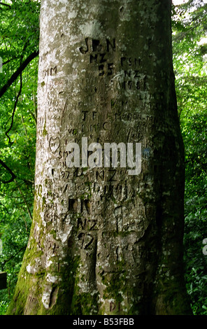 Soggetto ad atti vandalici tronco di albero Foto Stock