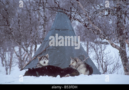 Tre huskies - giacenti in neve Foto Stock