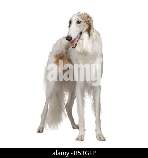 Cane Wolfhound Russo 15 mesi di fronte a uno sfondo bianco Foto Stock