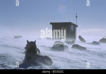 Huskies - giacenti in neve Foto Stock