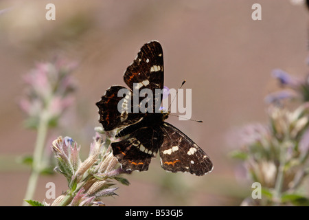 Araschnia levana f prorsa, l'estate la generazione di Araschnia levana, la Mappa Butterfly Foto Stock