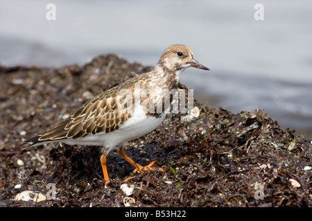 Voltapietre, Arenaria interpres Foto Stock