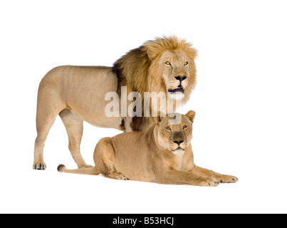 Leonessa e lion Panthera leo davanti a uno sfondo bianco Foto Stock