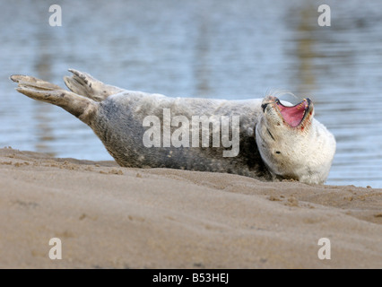Un comune o Porto tenuta su una spiaggia Foto Stock