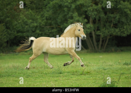Fiordo norvegese - trotto su prato Foto Stock