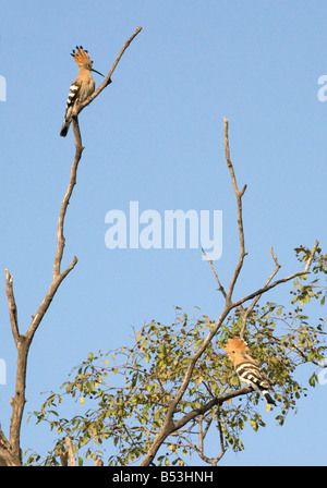 Una coppia di upupe in un albero, il Parco nazionale di Ranthambore, Rajasthan, India Foto Stock