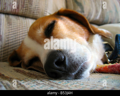 Una macro shot di una sonnolenta cane beagle s naso e viso Foto Stock