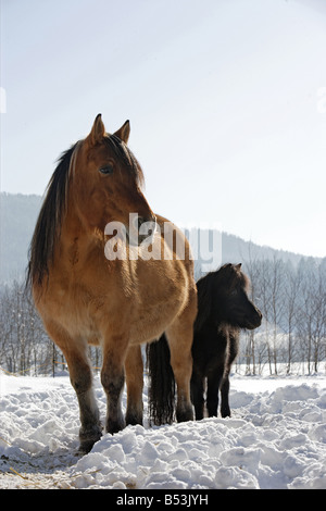 Cold-sangue del cavallo e del pony Shetland in snow Foto Stock