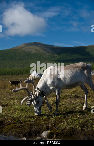 Le renne in tsaatan encampment Mongolia settentrionale Foto Stock