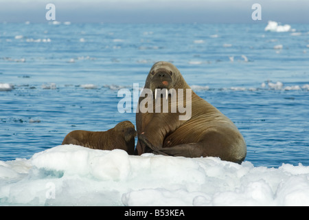 Tricheco (Odobenus rosmarus) madre con vitello su ghiaccio floe Foto Stock