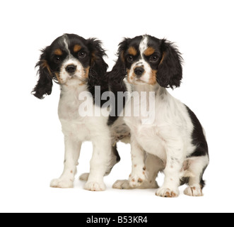 Cavalier King Charles Spaniel cuccioli di 3 mesi di fronte a uno sfondo bianco Foto Stock