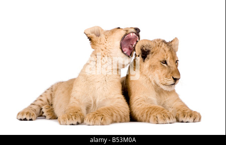 Lion Cubs 4 mesi di fronte a uno sfondo bianco Foto Stock