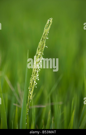 Oryza sativa. Pianta di riso fiori sulla pianta in un campo di risone. Andhra Pradesh, India Foto Stock