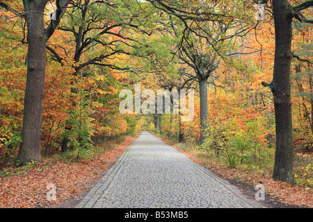 Vecchia Quercia Rossa alberi lane in autunno Quercus rubra Foto Stock