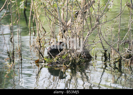 Tuffetto Tachybaptus ruficollis, sul suo nido Foto Stock