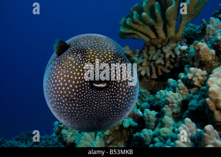 Un Faraone pufferfish, Arothron meleagris, Hawaii. Foto Stock