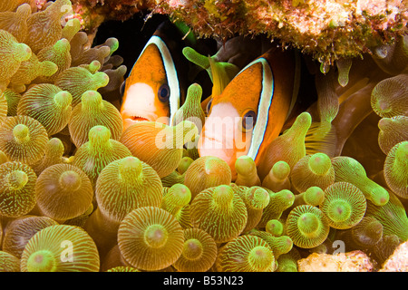 Clark, anemonefish Amphiprion clarkii, in anemone marittimo, Entacmaea quadricolor, Komodo, Indonesia. Foto Stock