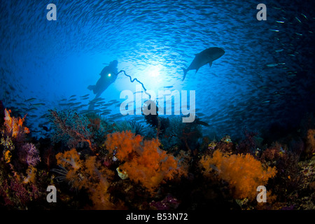 Un jack di grandi dimensioni rende una apertura in una scuola di fusiliers al di sopra di una scena sulla barriera corallina con alcionario corallo e un subacqueo, Komodo, Indonesia. Foto Stock