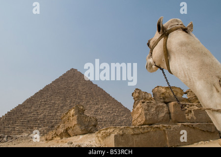 Un cammello si trova accanto alla Piramide di Menkaure nell'altopiano di Giza il Cairo, Egitto Foto Stock