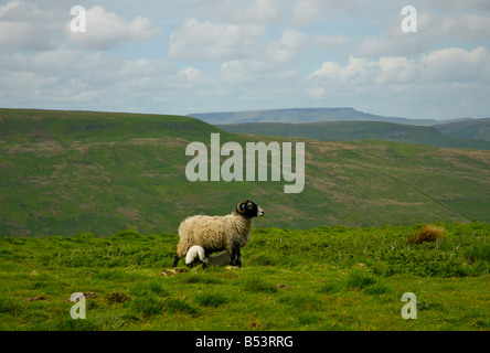 Agnelli Ovini lattanti sulla camma è sceso, con Cinghiale cadde in distanza, Yorkshire Dales National Park, North Yorkshire, Inghilterra, Regno Unito Foto Stock