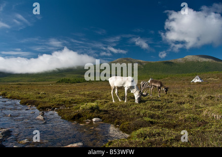 Le renne in tsaatan encampment Mongolia settentrionale Foto Stock