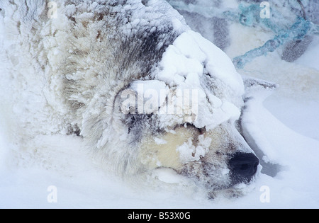 Husky - Ritratto Foto Stock