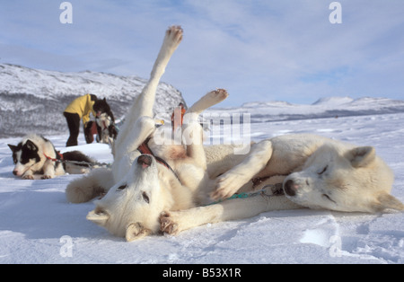 Huskies - giacenti in neve Foto Stock