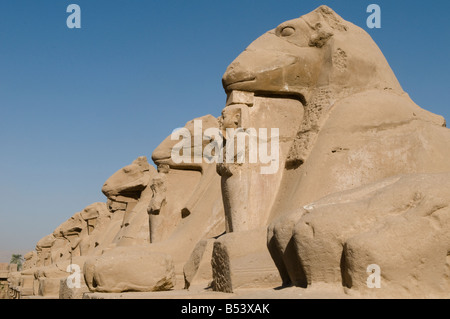 Viale di Sfingi che conduce complesso del Tempio di Karnak nei pressi di Luxor in Egitto Foto Stock