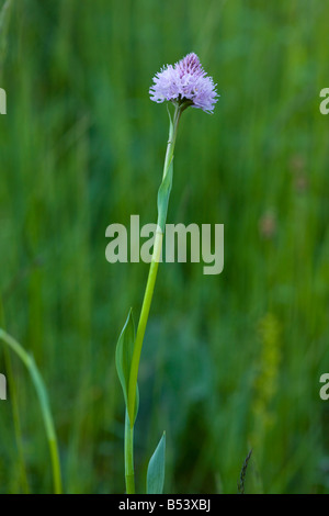 Globo orchid fiorito (Traunsteinera globosa) close-up, in Piatra Craiulu montagne, Piatra Craiulu National Park, Romania Foto Stock