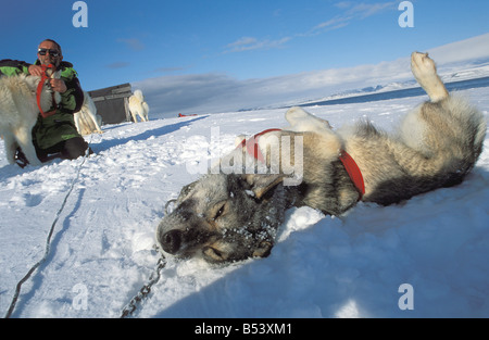 Huskies - getting sganciato Foto Stock