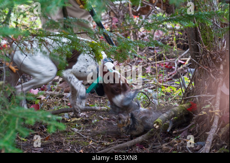 Gallo cedrone e beccacciaio sotto la copertura del Nuovo Brunswick Foto Stock