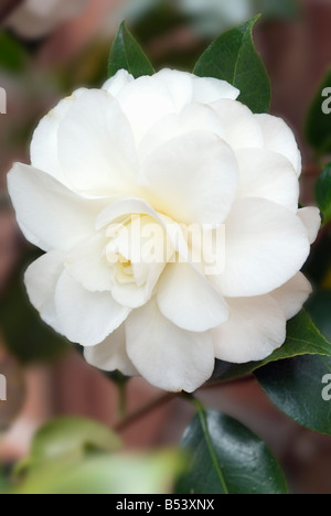 CAMELLIA JAPONICA ALBA PLENA Foto Stock