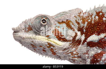 Chameleon Furcifer Pardalis Masoala 4 anni davanti a uno sfondo bianco Foto Stock