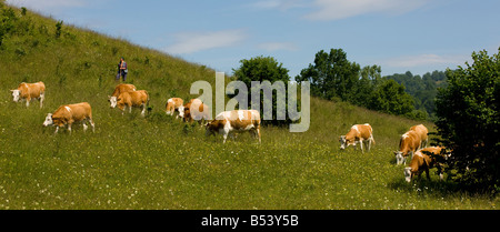 Le mucche al pascolo fiorito unimproved prati con cowherd Transilvania Romania Foto Stock