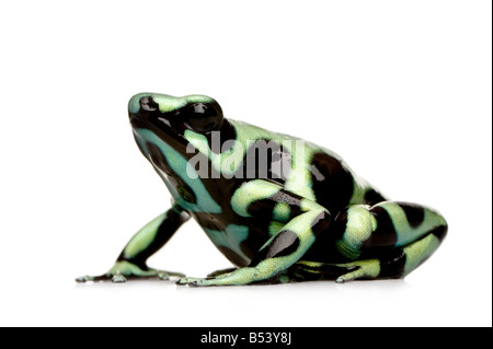 Verde e nero Poison Dart Frog Dendrobates auratus davanti a uno sfondo bianco Foto Stock