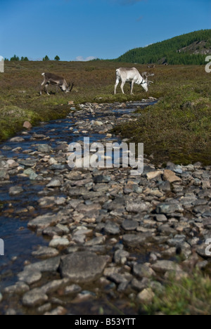 Le renne in tsaatan encampment Mongolia settentrionale Foto Stock