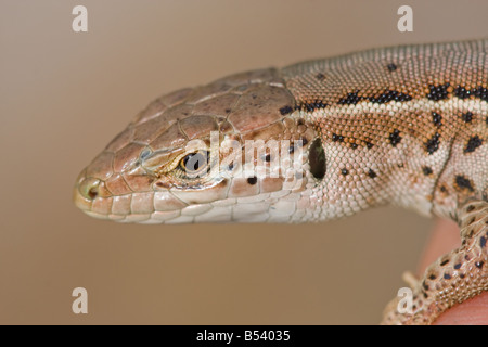 Balkan Lucertola muraiola, Podarcis Taurica Foto Stock