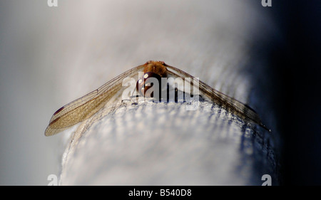 Common Darter dragonfly la balneazione in sun Rainham paludi Foto Stock