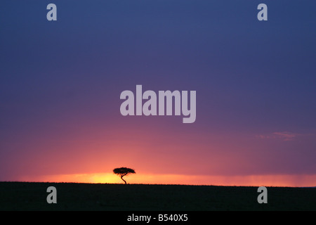 Tramonto dietro di acacia nel Masai Mara Foto Stock