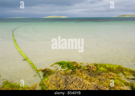 Le alghe crescono sulla riva di un mare limpido a Craighouse, Isle of Jura, Scozia Foto Stock