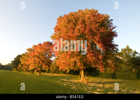 In autunno gli alberi del sole serale Foto Stock