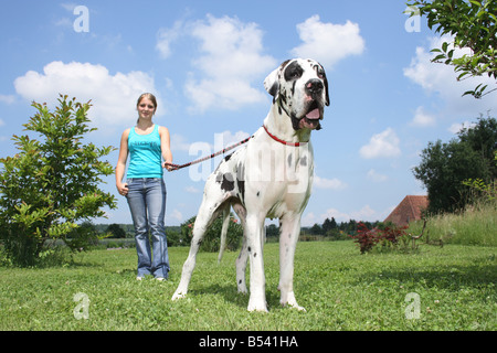 Ragazza con un alano al guinzaglio Foto Stock