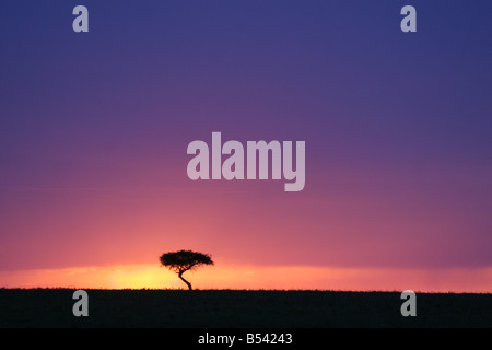 Tramonto dietro di acacia nel Masai Mara Foto Stock