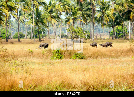 Bufali indiani al pascolo nei campi nel villaggio di Tamborim Goa Sud India Foto Stock