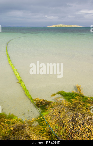 Le alghe crescono sulla riva di un mare limpido a Craighouse, Isle of Jura, Scozia Foto Stock