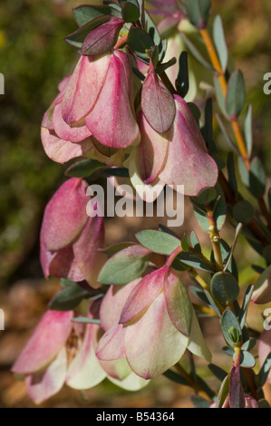 West Australian millefiori campana Qualup pimelea physodes Foto Stock