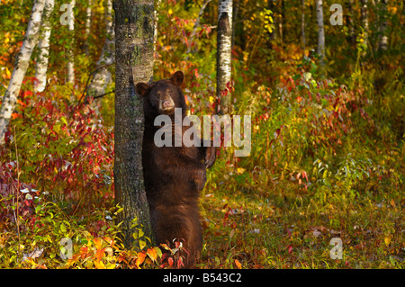 American Black Bear strofinando il suo ritorno su una struttura ruvida in una foresta autunnale di sunrise Foto Stock
